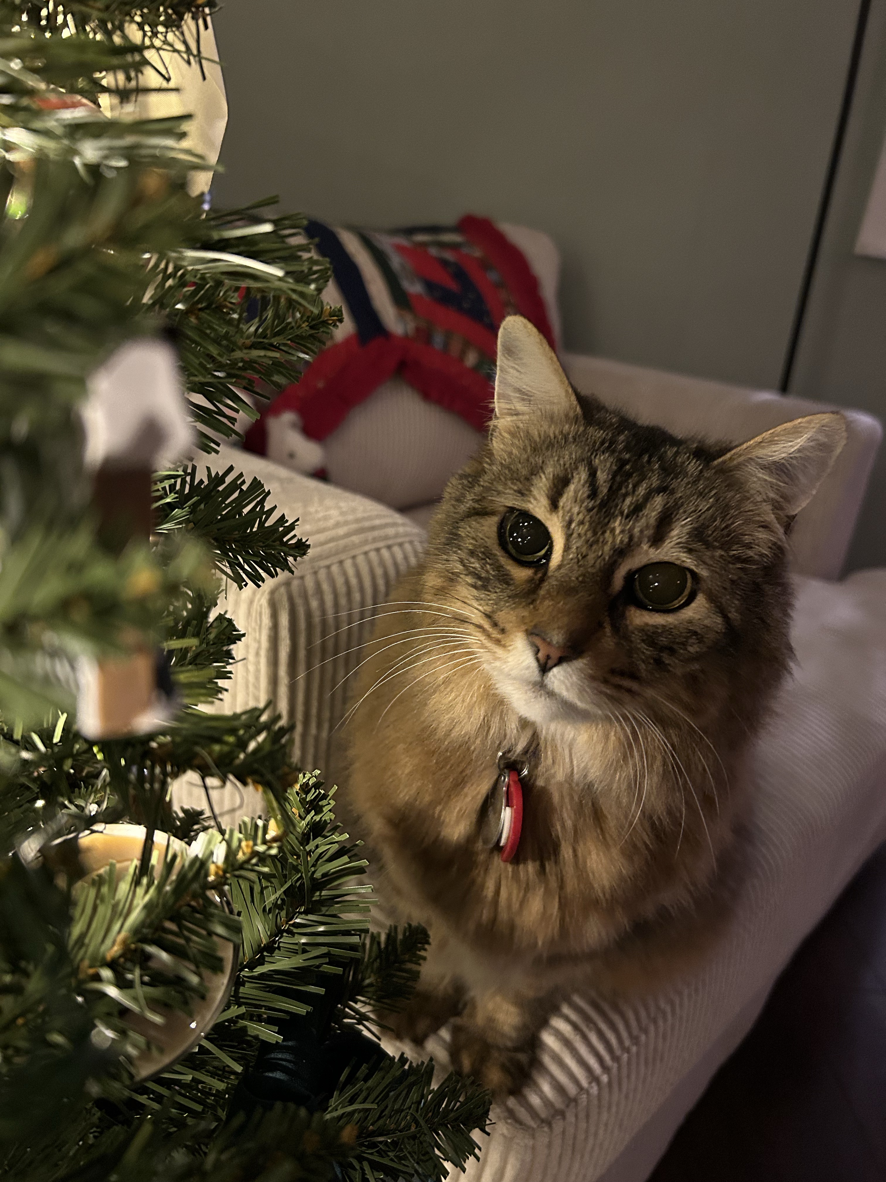 Community cat supported through Pet Projects Trap-Neuter-Return work