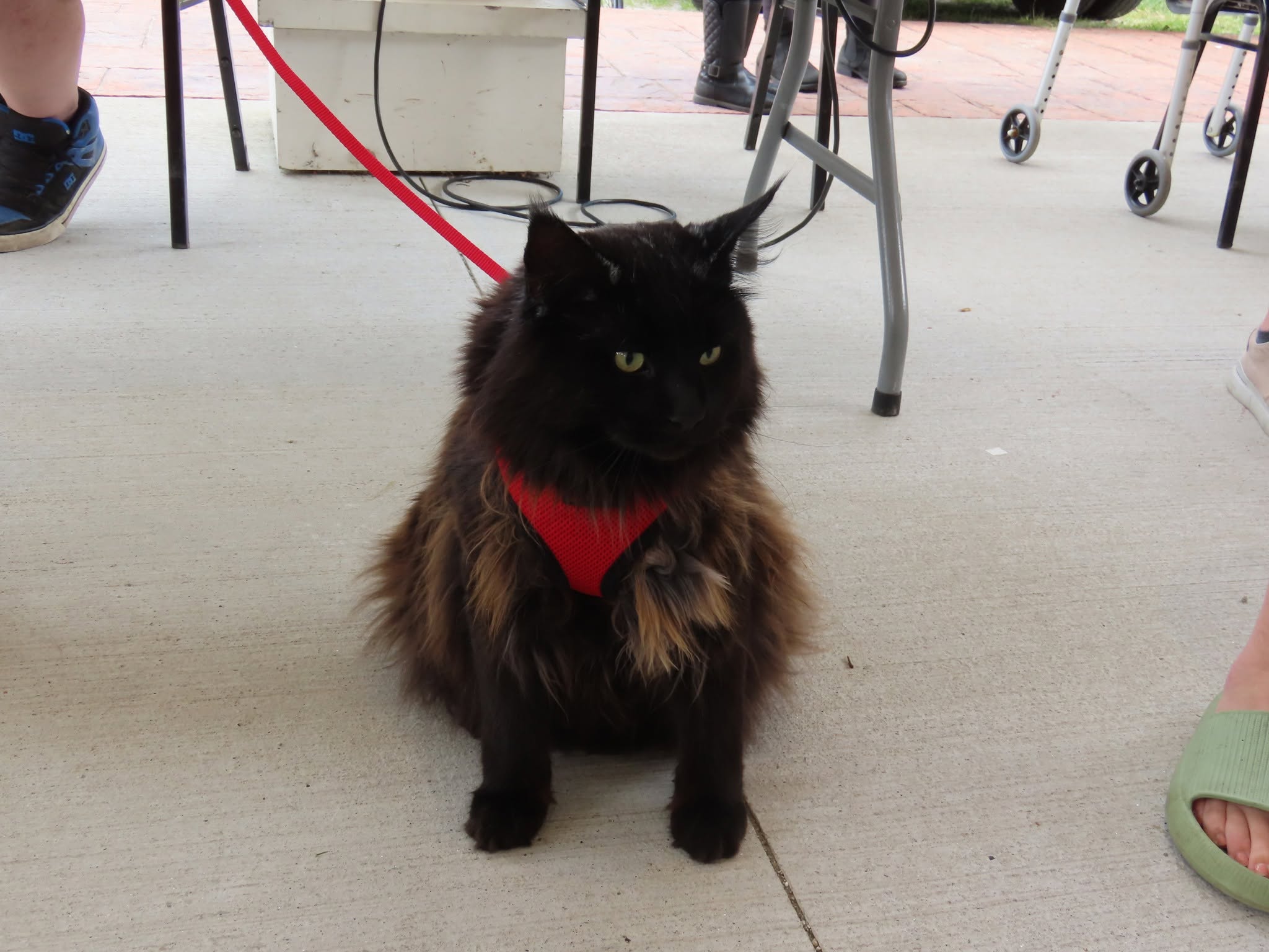 Cat receiving community support through Pet Projects