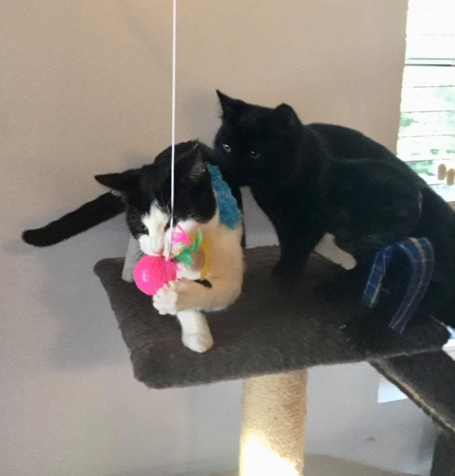 Cat helped by donations to Pet Projects programs