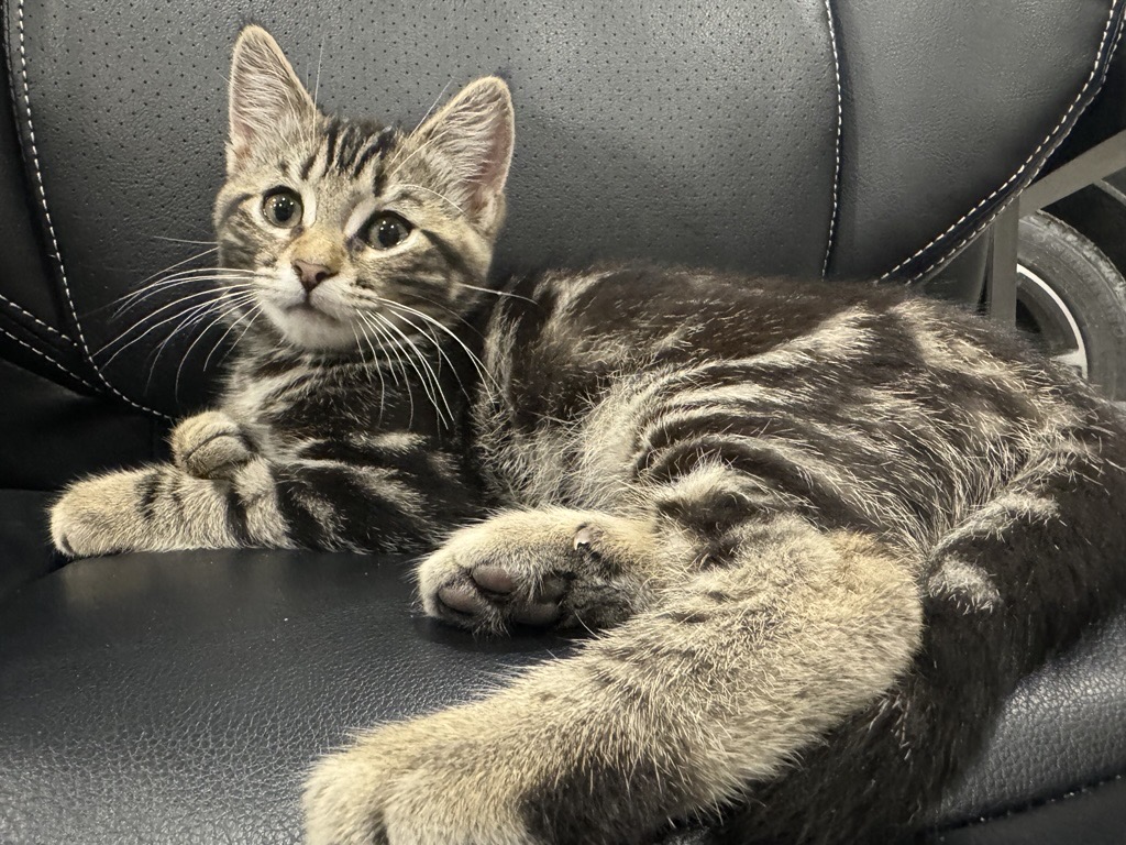 Community partnership supporting cats in Shelburne County