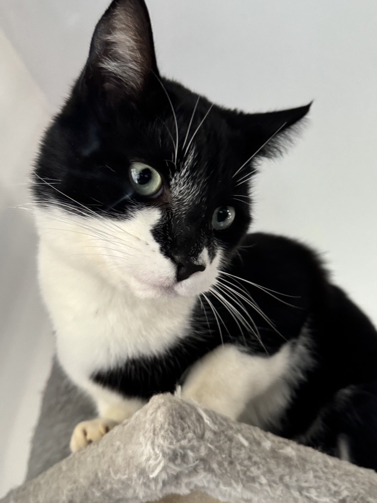 Cat helped by Pet Projects volunteers in Shelburne County