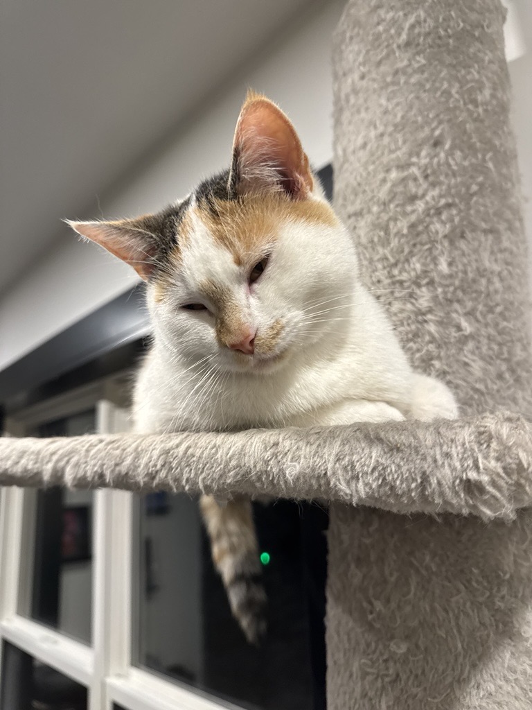 Cat cared for through Pet Projects community programs