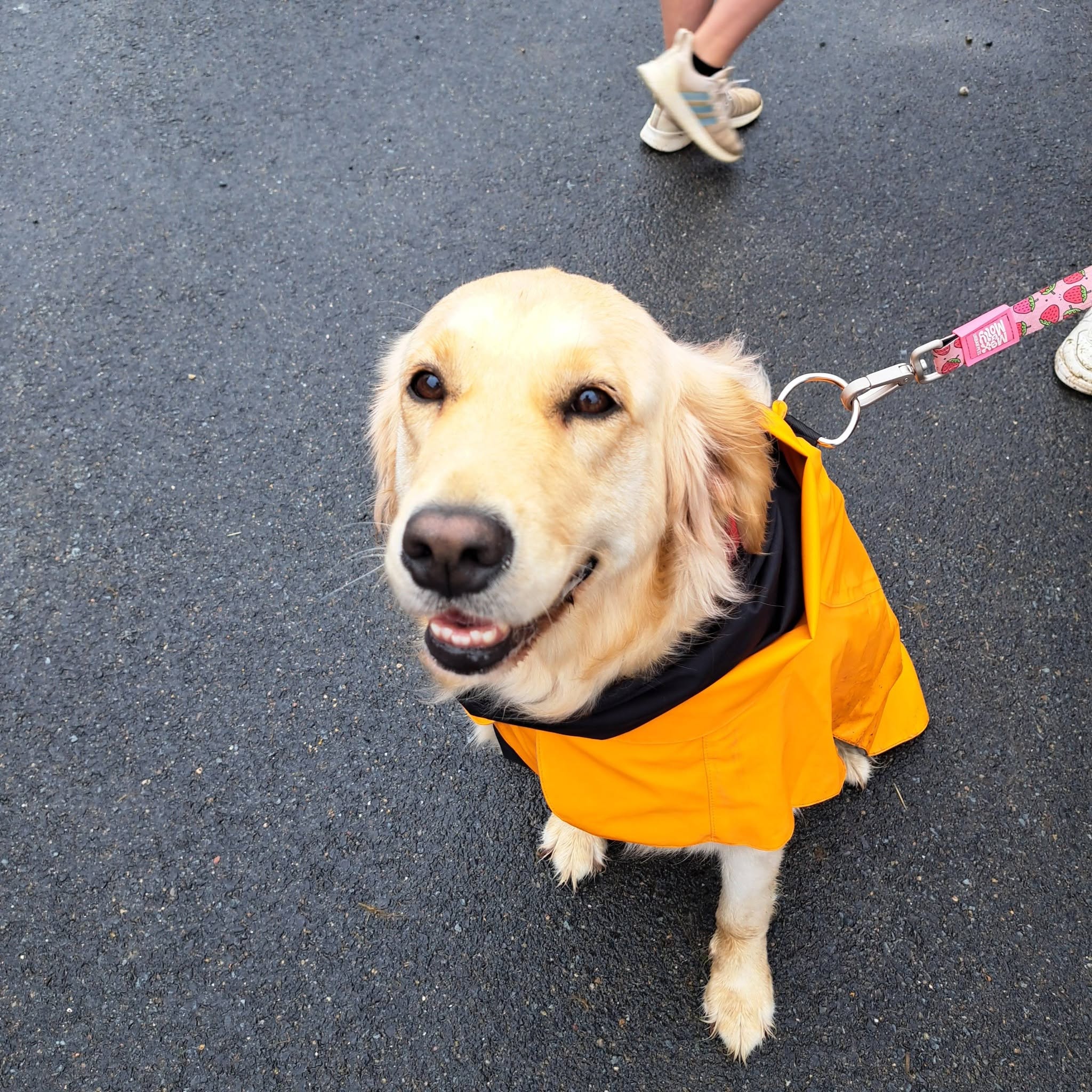 Golden retriever in a yellow raincoat at a Pet Projects community event