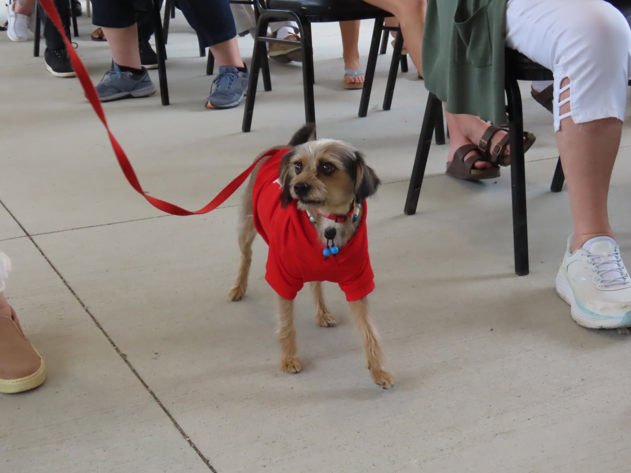 Small terrier mix in a red shirt at a Pet Projects gathering