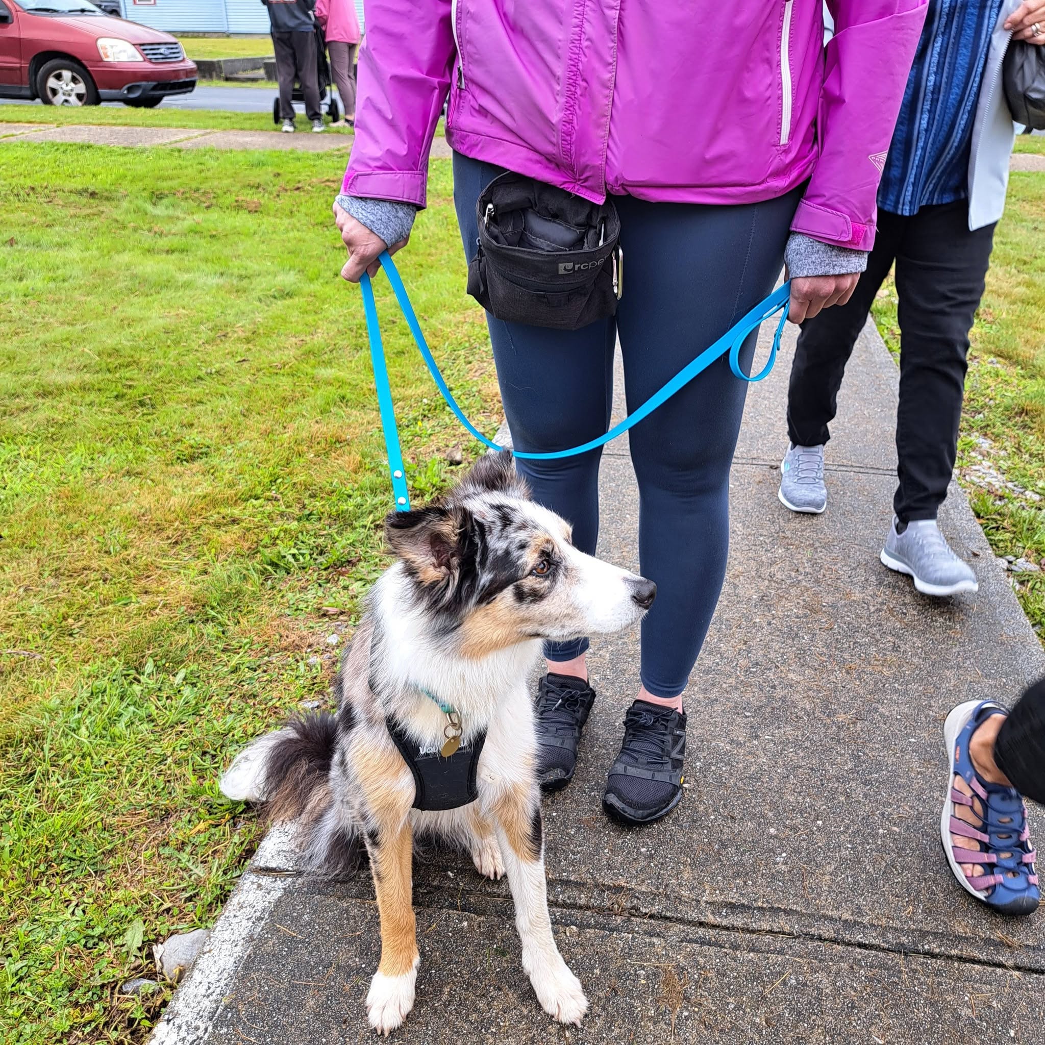 Australian shepherd mix sitting with a volunteer at a community walk