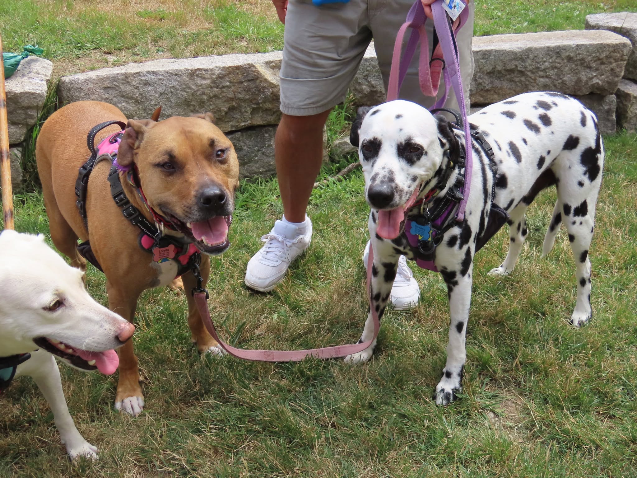 Dogs supported through Pet Projects community programs in Shelburne County