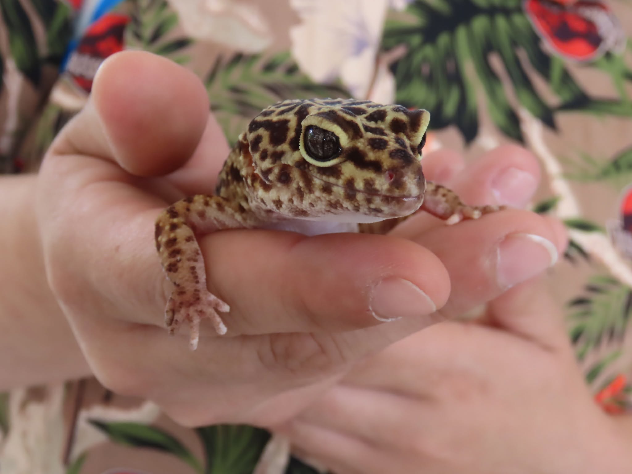 Leopard gecko — other companion animals helped by Pet Projects