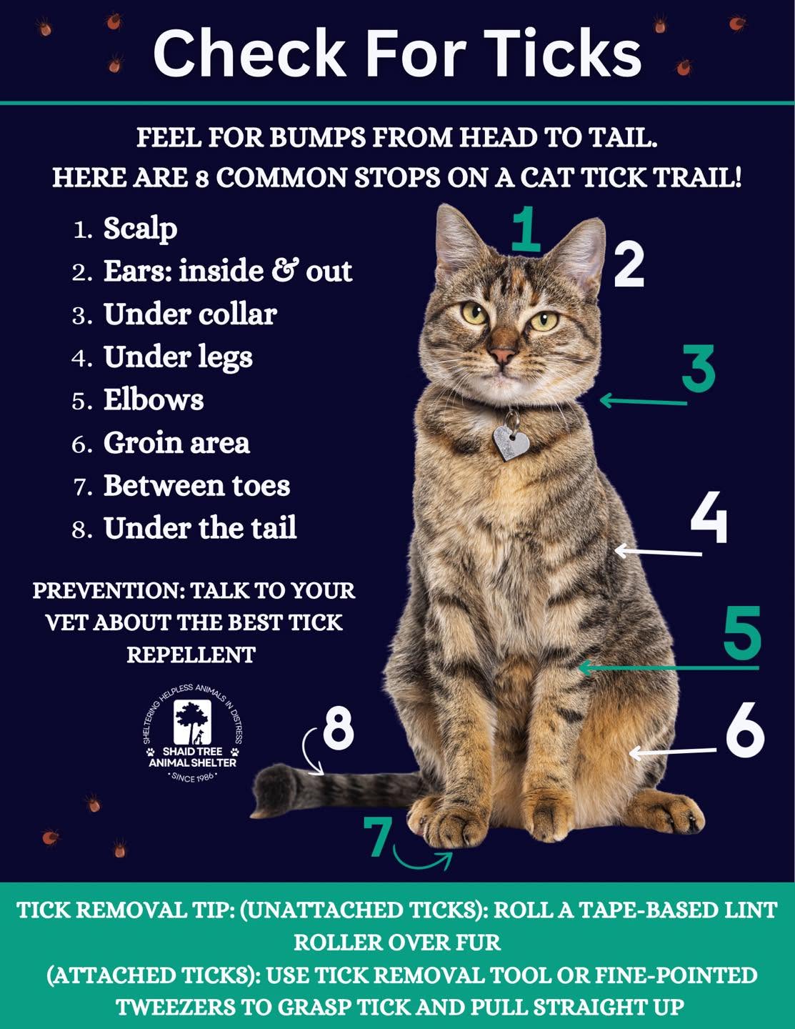 Community reminder to check cats for ticks — Pet Projects outreach