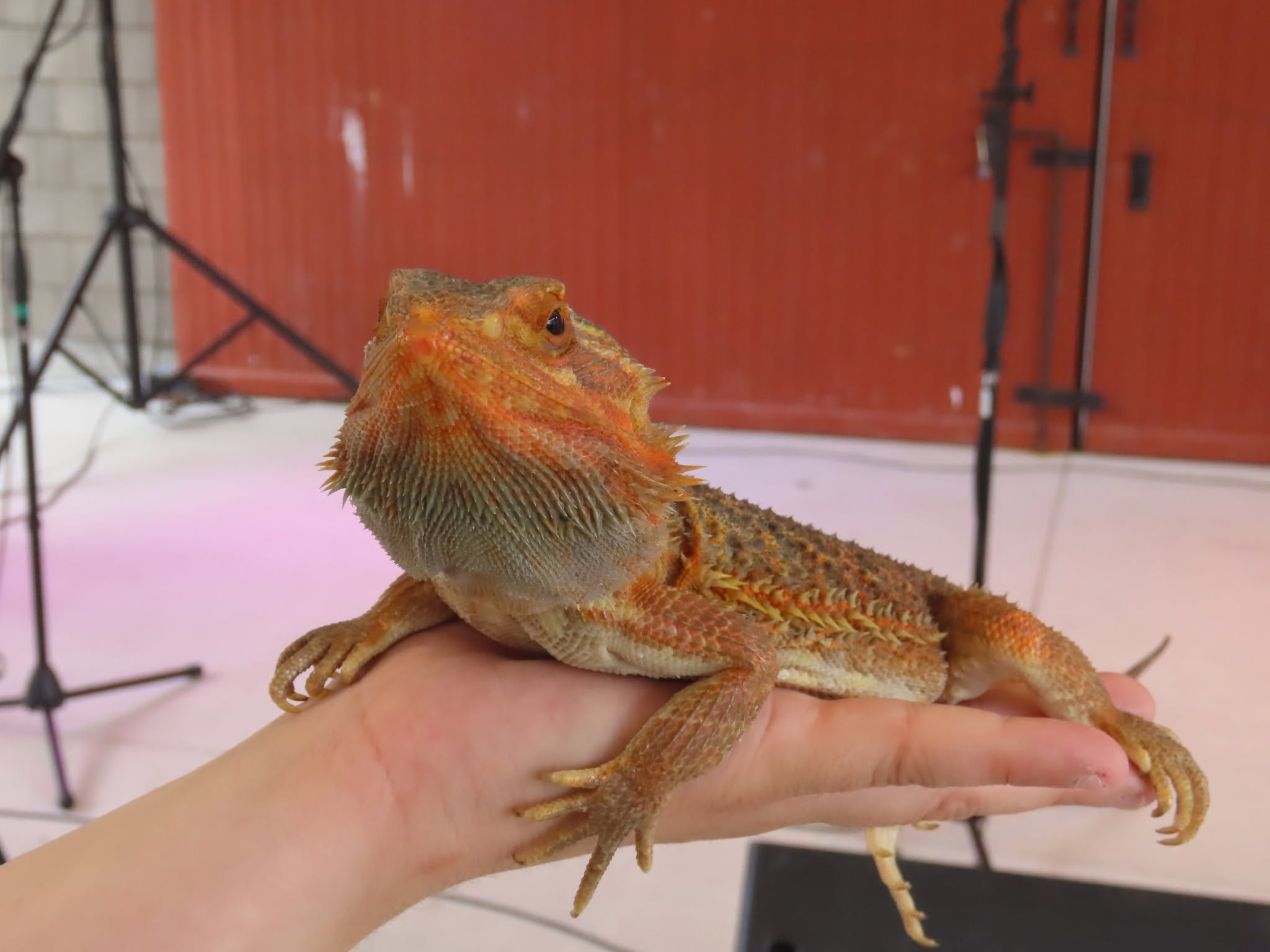Bearded dragon — other companion animals helped by Pet Projects